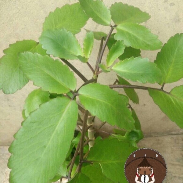 Ewe Abamoda / Leaf of Life / Resurrection Plant/ Siempre Viva / Bryophyllum Pinnatum