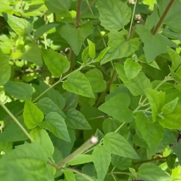 Road Opener / Abre Camino / Koanophyllon Villosum