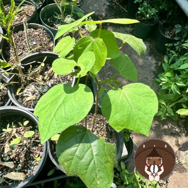 Ewe Owu / Cotton/ Algodon / Gossypium hirsutum