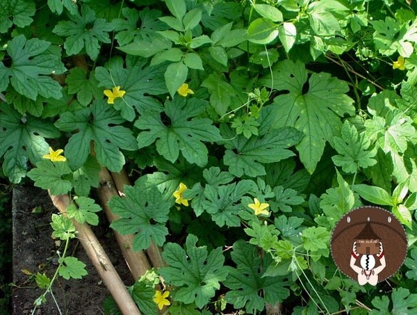 Ewe Ejirin Bitter Melon Cundeamor Momordica Charantia fresh herb