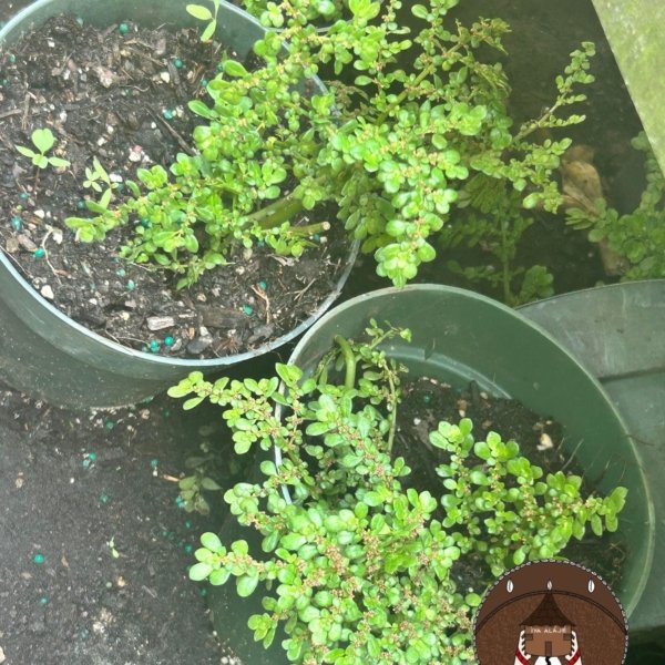 Ewe Kuyekuye / Frescura/ Artillery plant / Pilea Microphylla