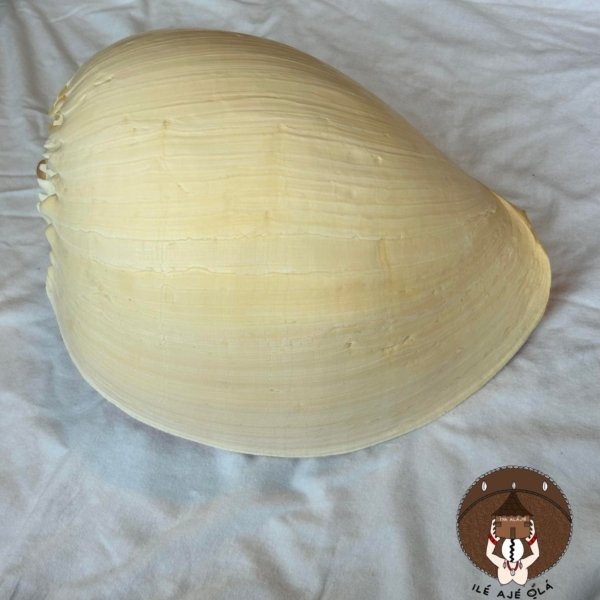 Medium Ikin Olokun Shell
