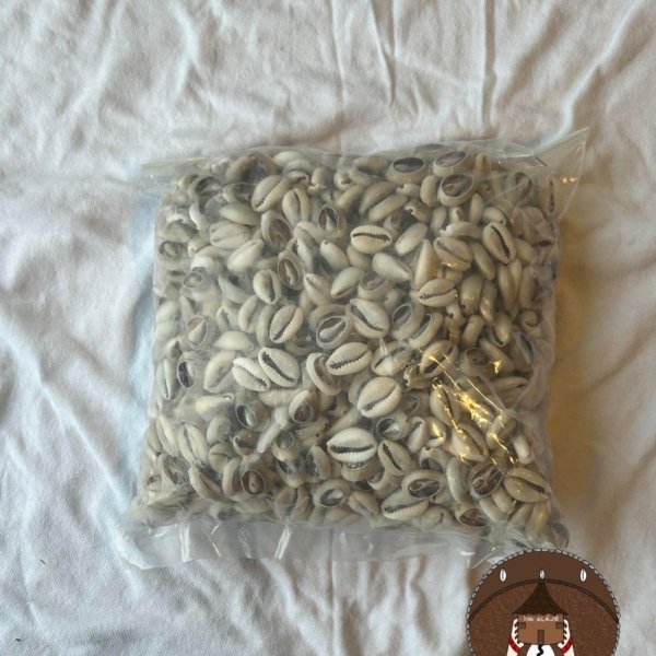 Money Cowries
