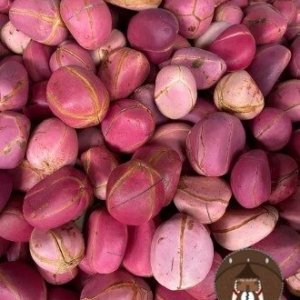 Obi Abata (Kola nut)