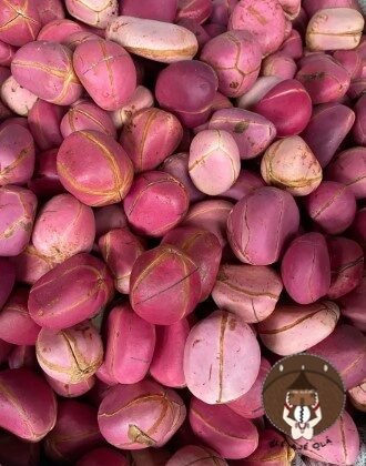 Obi Abata (Kola nut)