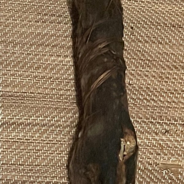 Okete (Giant Bush Rat)