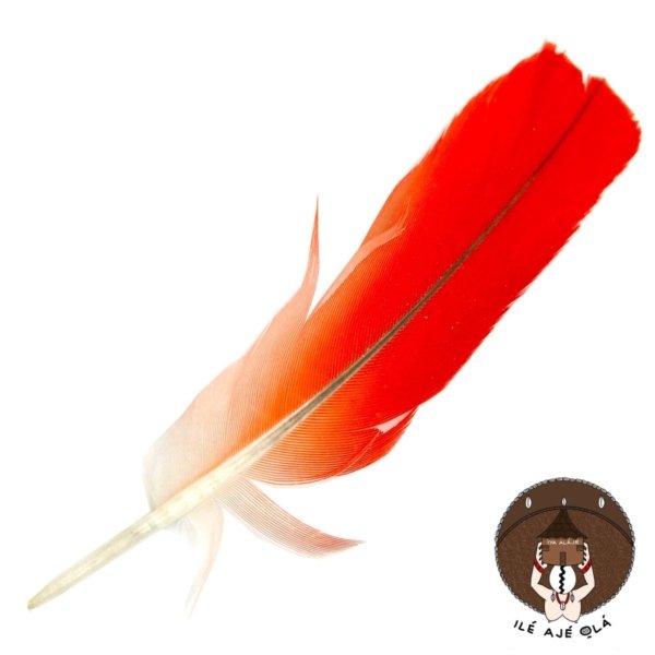 African Gray Parrot Feather (Pluma de Loro)