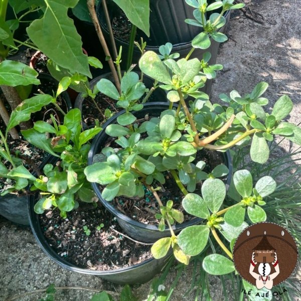 Ewe Esan Omode/ Purslane / Portulaca oleracea