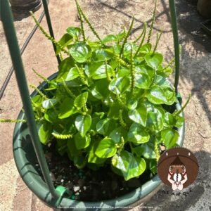 ewe rin rin / corazon de paloma / peperomia pellucida