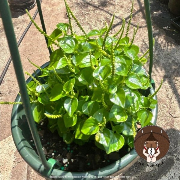 ewe rin rin / corazon de paloma / peperomia pellucida