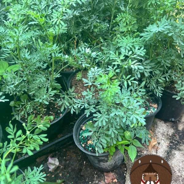 ewe rin rin / corazon de paloma / peperomia pellucida