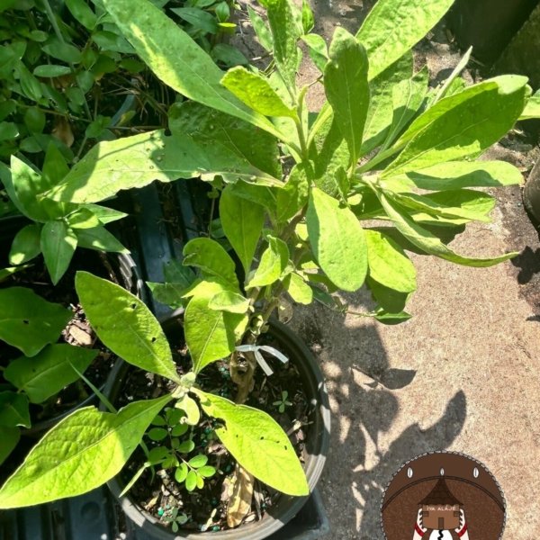 Ewe Esana / White Salvia / Salvia Officinalis