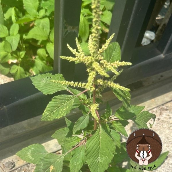 Ewe Tete / Bledo / Amaranthus viridis