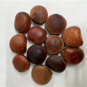 Bull's Eye (Ojo de Buey) - 1 Dozen