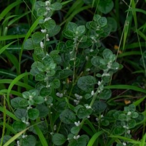 ewé aje / aerva lanata