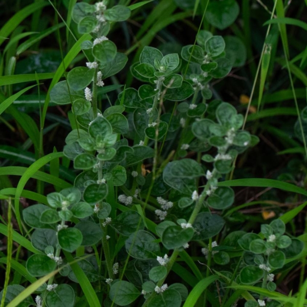 ewé aje / aerva lanata