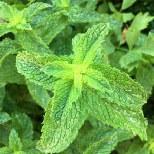 ewé míntì / spear mint / hierba buena