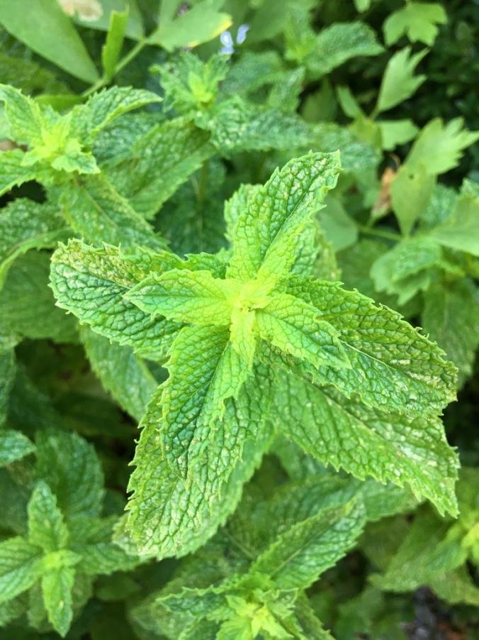 ewé míntì / spear mint / hierba buena ewé míntì / spear mint / hierba buena