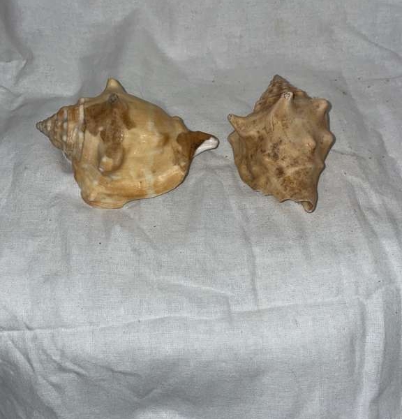 Small Conch Shell