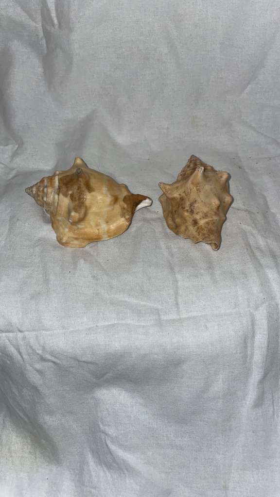 Small Orisa Aje Shell Small Conch Shell
