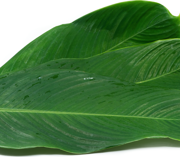 ewé Ògégé / plantain leaf / hoja de plátano / musa spp.