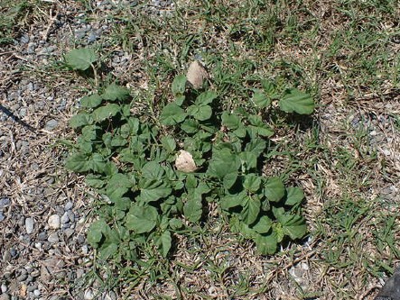 ewé Étiponlà / hogweed (punarnava) / yerba de perro / boerhavia diffusa