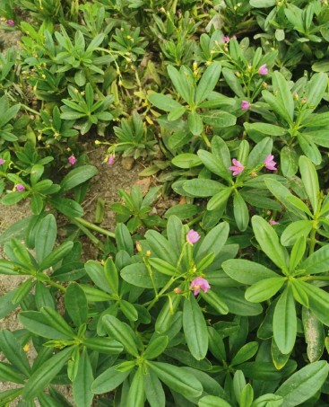 ewé gbure / waterleaf / espinaca de surinam / talinum triangulare
