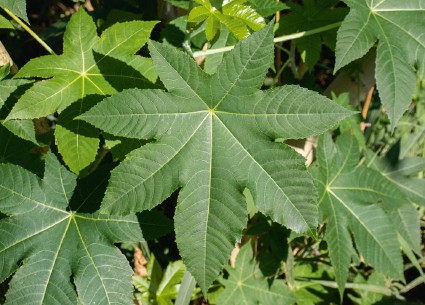 ewé lara / castor bean leaf / higuereta / ricinus communis