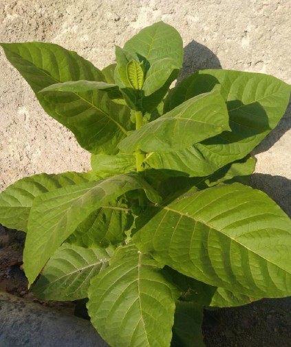 ewé taba / tobacco leaf / tabaco / nicotiana tabacum