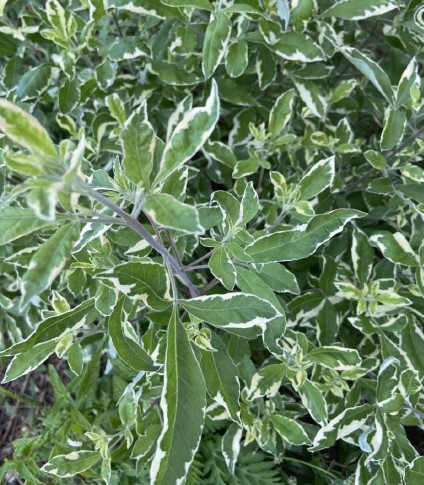 ewé vencedor / three leaf vitex / vencedor / vitex trifolia