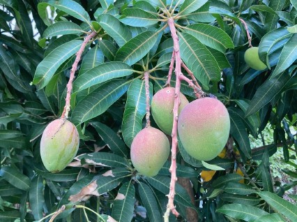 ewé igi mángòrò / mango leaf / hoja de mango / mangifera indica