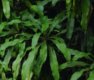 ewé pèrègún / cornstalk plant (dragon tree) / Árbol de dragón / dracaena fragrans