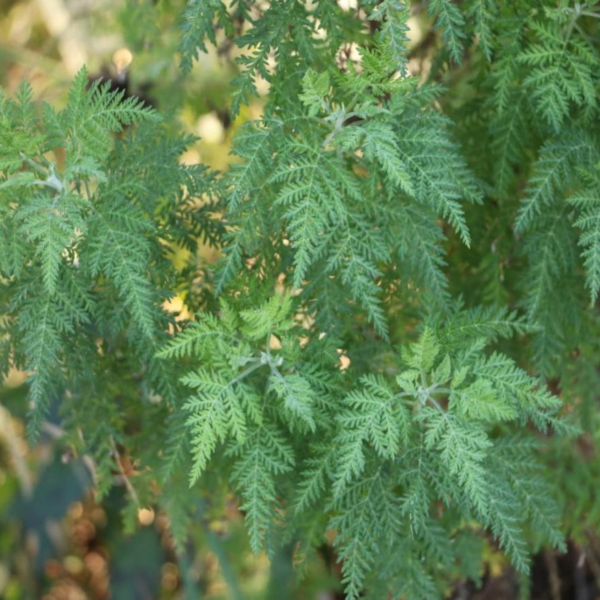 ewé artemisa / ajenjo/artemisia spp.
