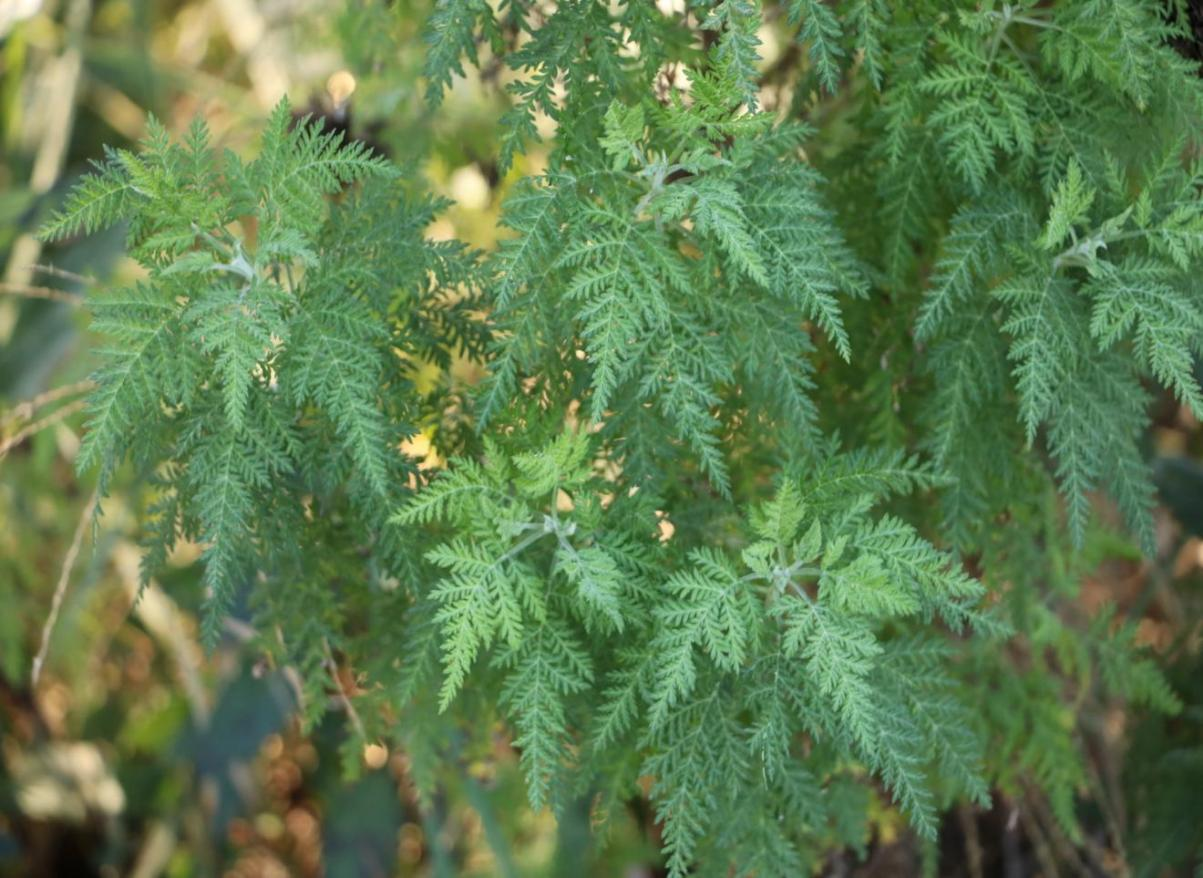 ewé artemisa / ajenjo/artemisia spp. ewé artemisa / ajenjo/artemisia spp.