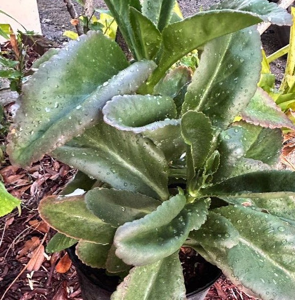 ewé odundun / african succulent leaf / siempre viva africana / kalanchoe crenata
