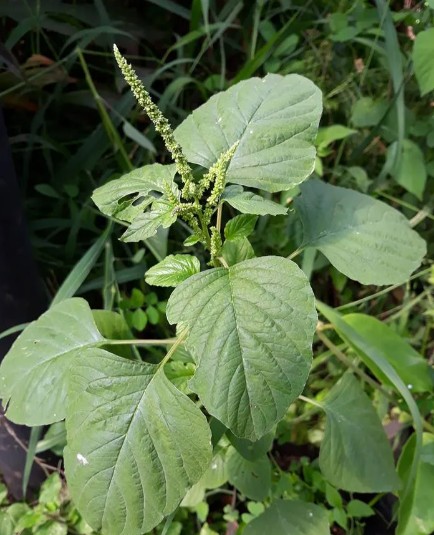 What is Ewé Tètè?