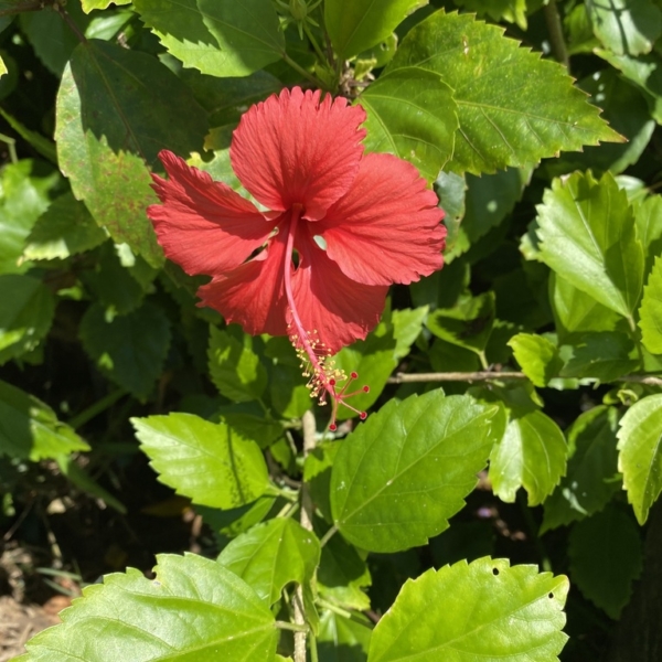 ewé Ìsápá / hibiscus leaf / hibisco / hibiscus rosa sinensis