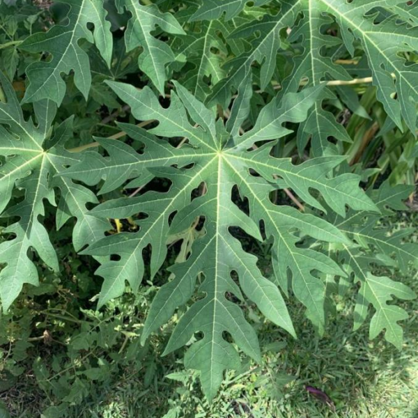 ewé ibépé / papaya leaf / hoja de papaya / carica papaya