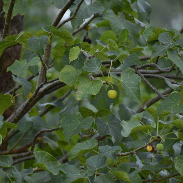 ewé iyalode funfun / psychic nut leaf / piñón blanco / jatropha gossypiifolia