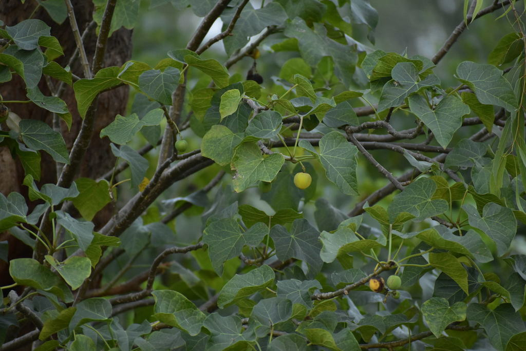 ewé iyalode funfun / psychic nut leaf / piñón blanco / jatropha gossypiifolia
