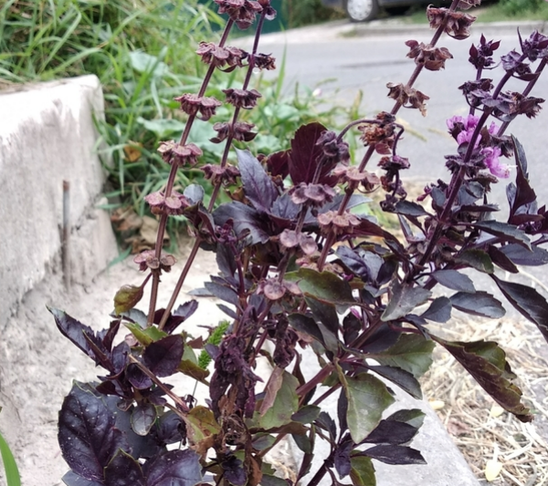 ewé efirin pupa / red african basil / albahaca roja africana / ocimum gratissimum