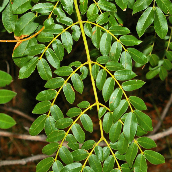 ewé ayòó / nickernut / quita maldición / guilandina bonduc